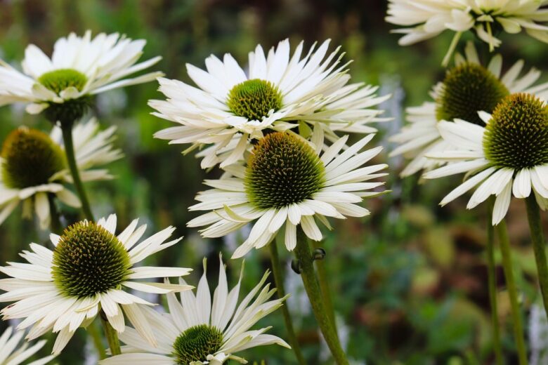 Echinacea,