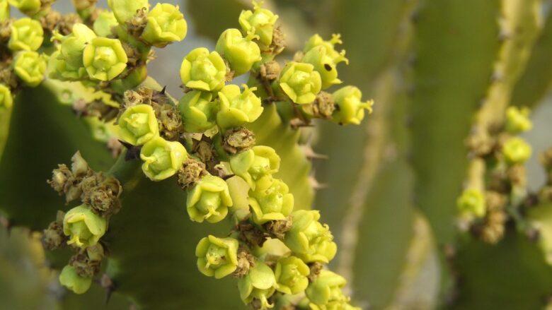 Euforbia