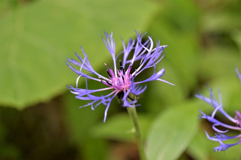 Fiordaliso