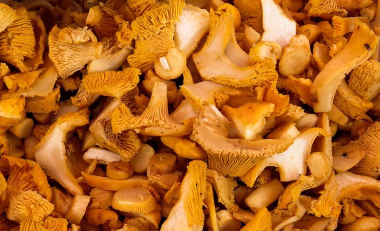 Funghi, Commestibili
