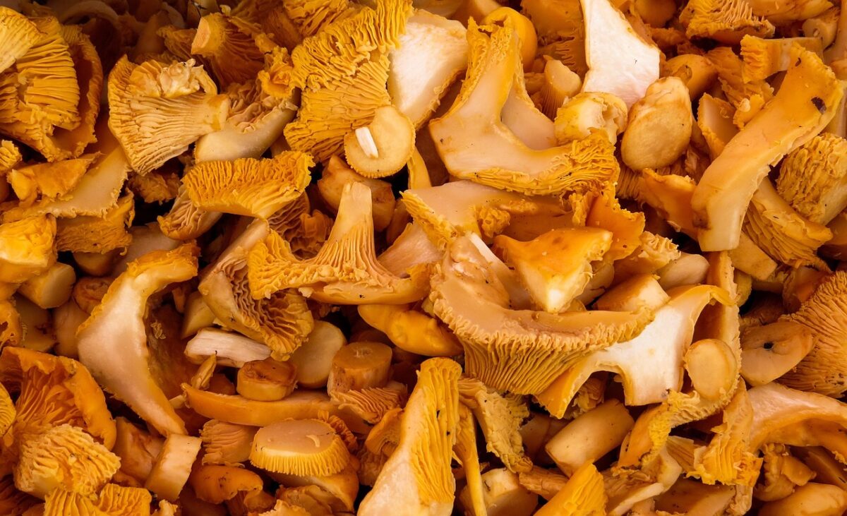 Funghi, Commestibili Funghi, Commestibili