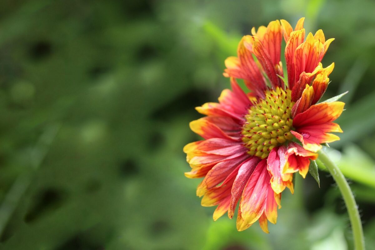 Gaillardia Gaillardia