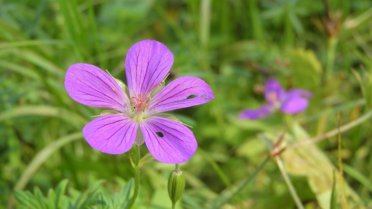 Geranium, Rustici Geranium, Rustici