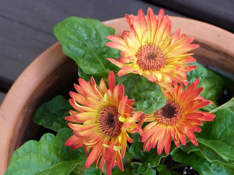 Gerbera