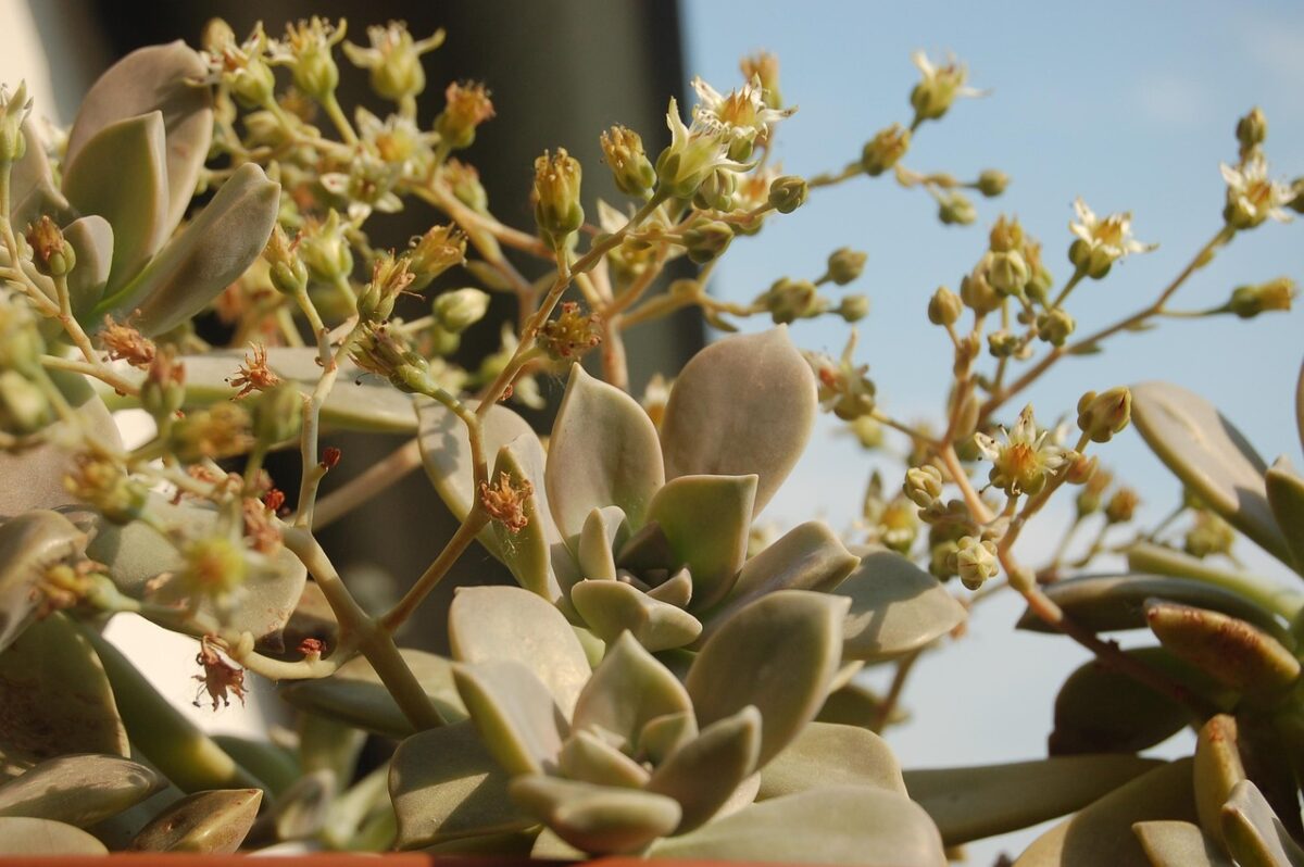Graptopetalum Graptopetalum