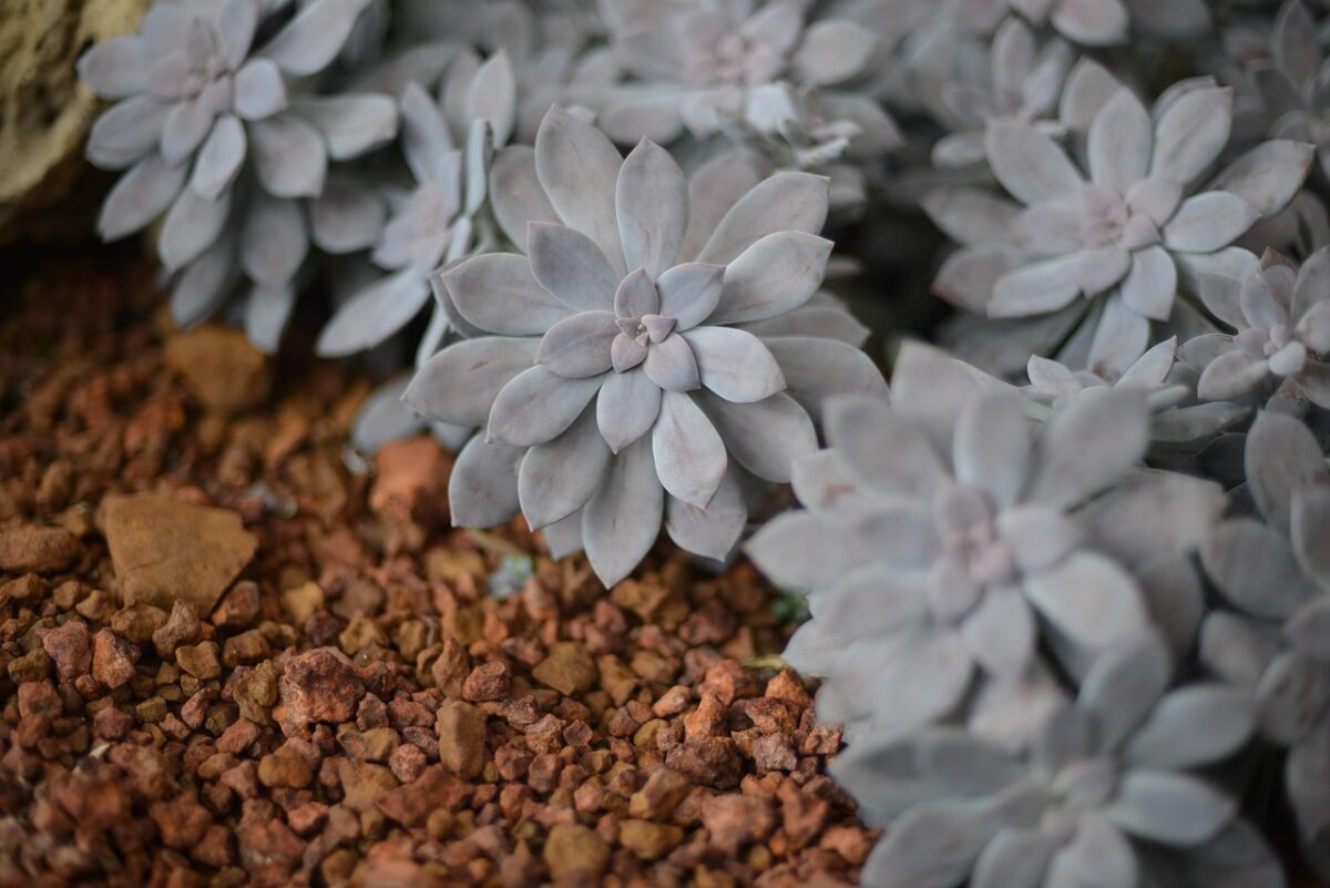 Graptopetalum Graptopetalum