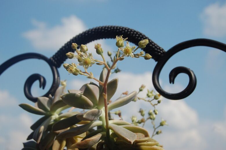 Graptopetalum