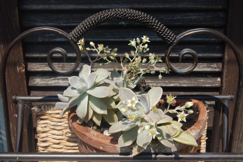 Graptopetalum