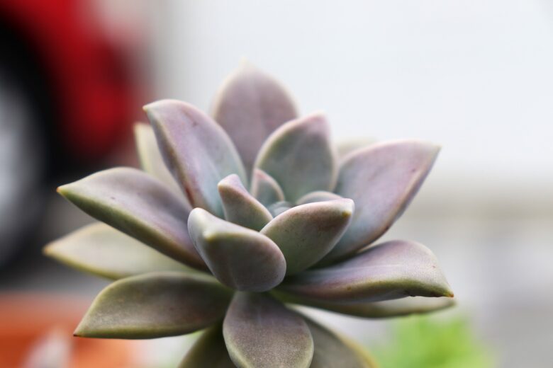 Graptopetalum