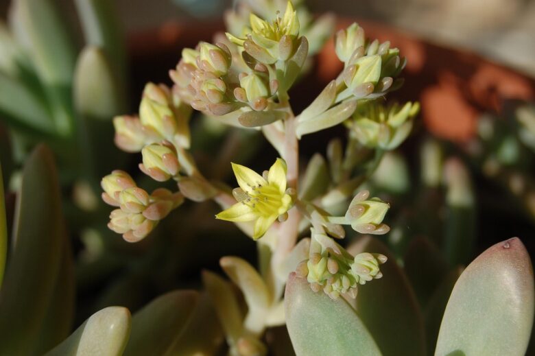 Graptopetalum
