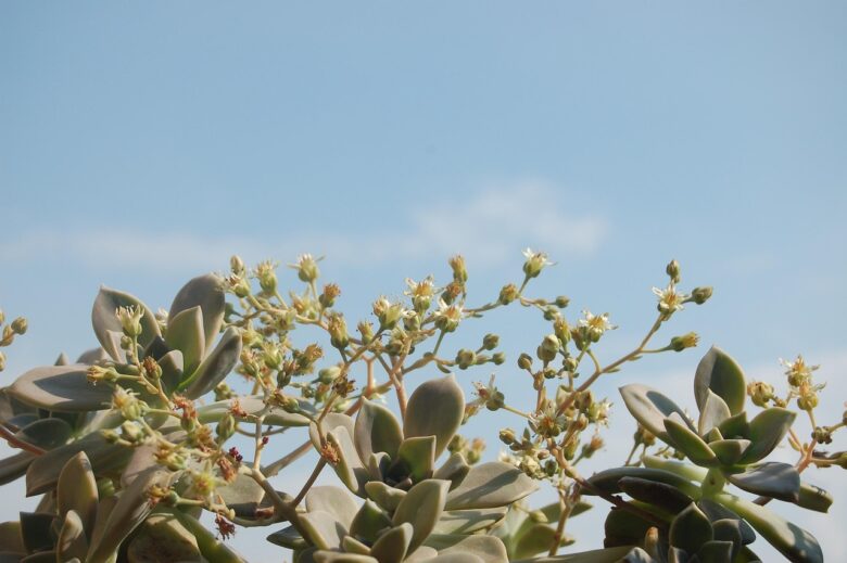 Graptopetalum