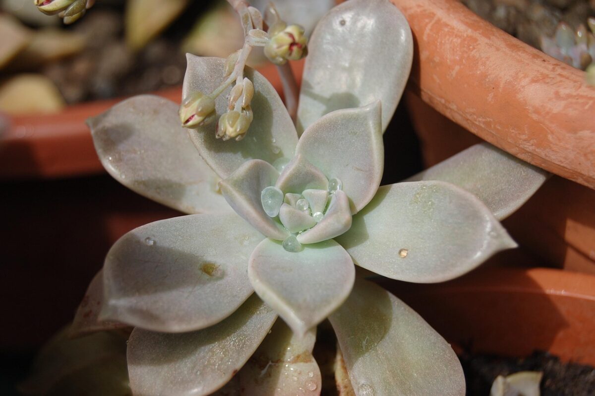 Graptopetalum Graptopetalum