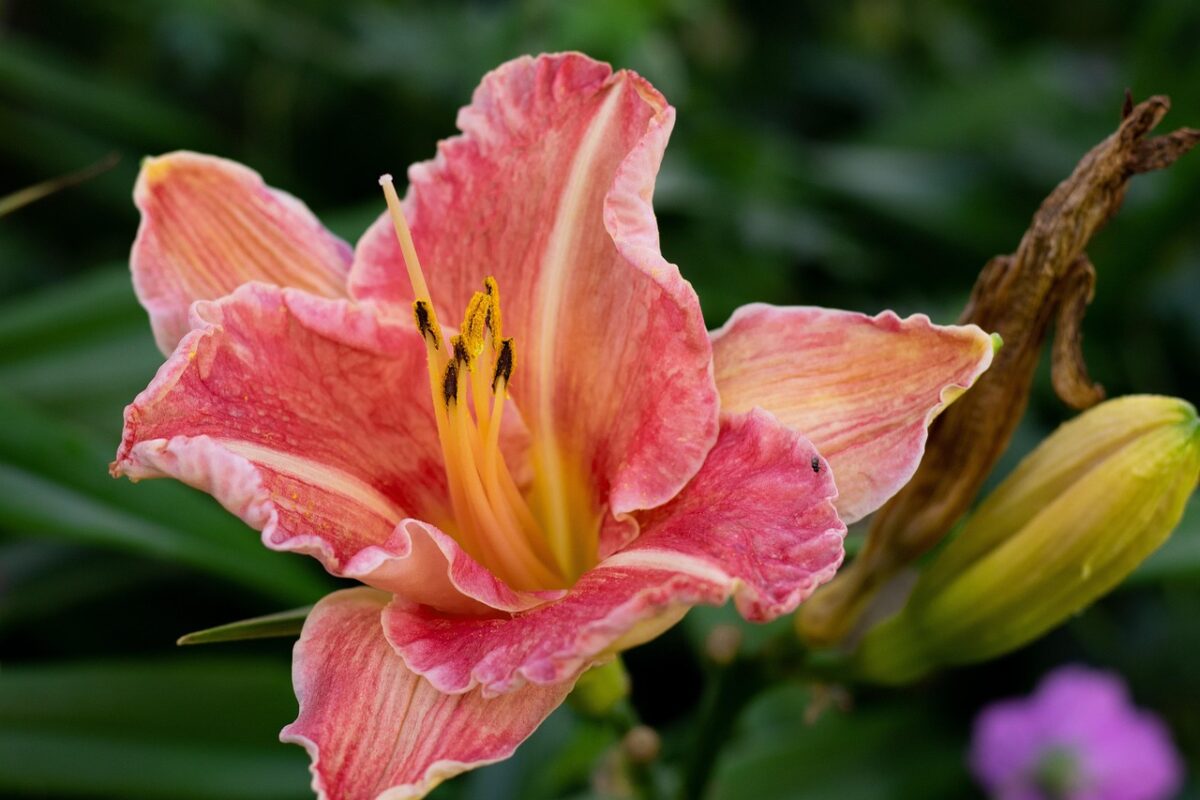 Non lasciare il giardino fermo in autunno: quello che fai adesso lo trasformerà in primavera