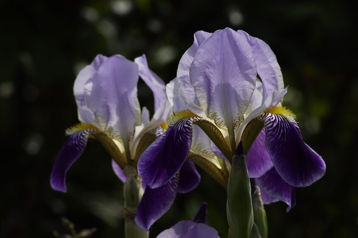 Iris Iris