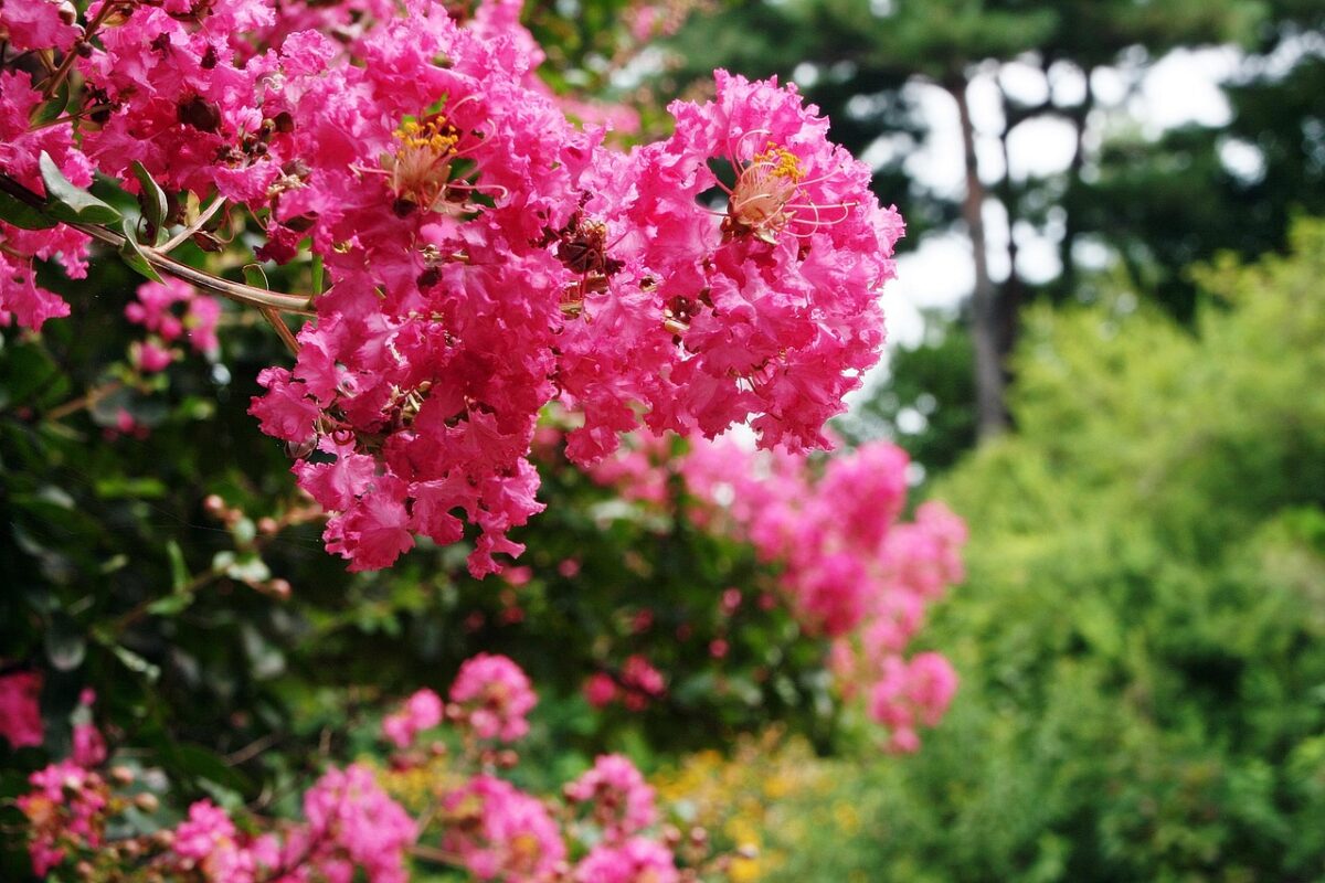 Lagerstroemia Lagerstroemia