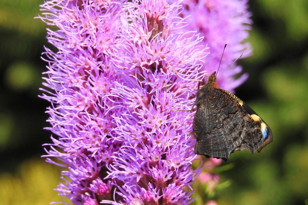 Liatris Liatris