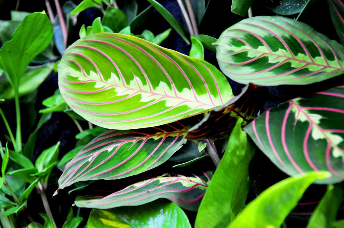 Maranta Maranta
