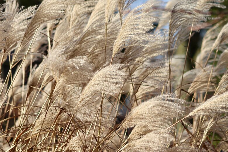 Miscanthus, Sinensis