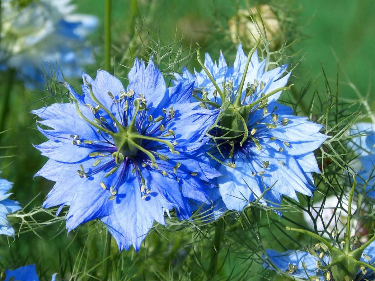 Nigella Nigella