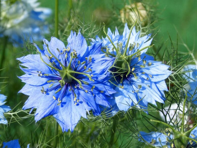 Nigella 
