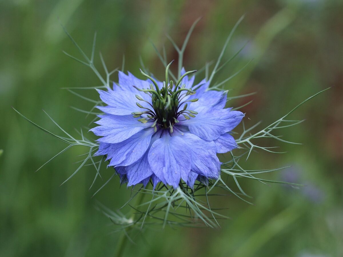 Nigella, Damascena Nigella, Damascena