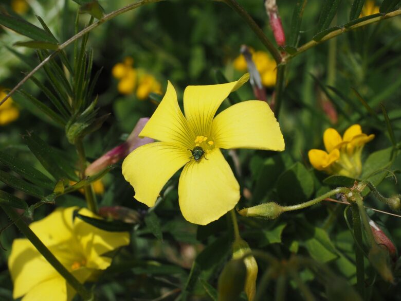 Oxalis, Pes-capraeù