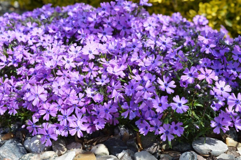 Phlox, Divaricata