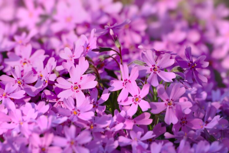 Phlox, Divaricata