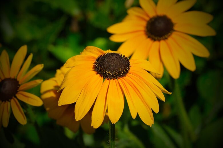 Rudbeckia,