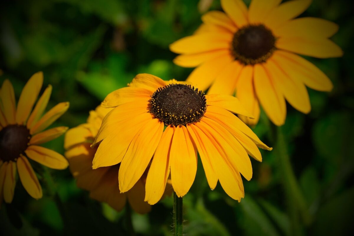 Rudbeckia, Rudbeckia,