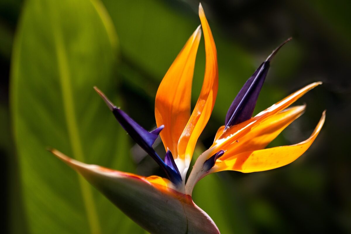 Strelitzia, Reginae Strelitzia, Reginae