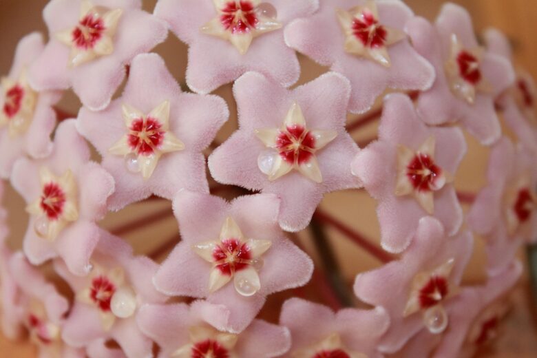 Wax, Flower