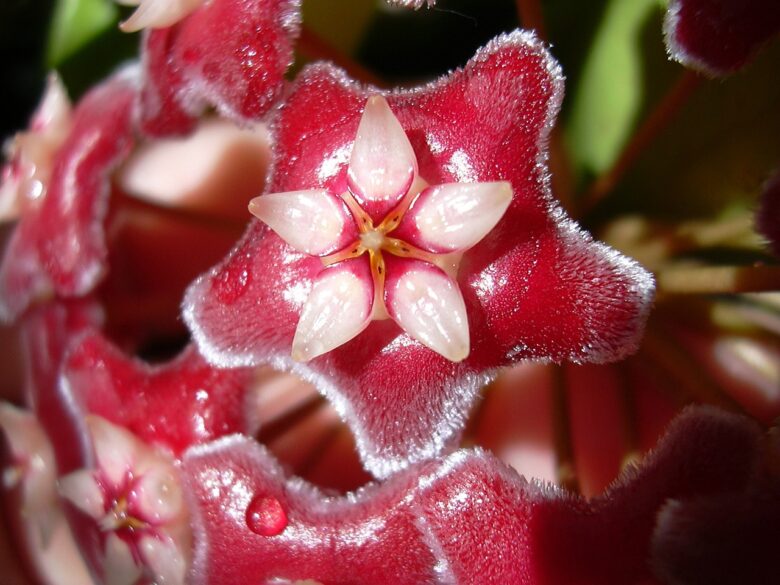 Wax, Flower