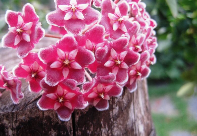 Wax, Flower
