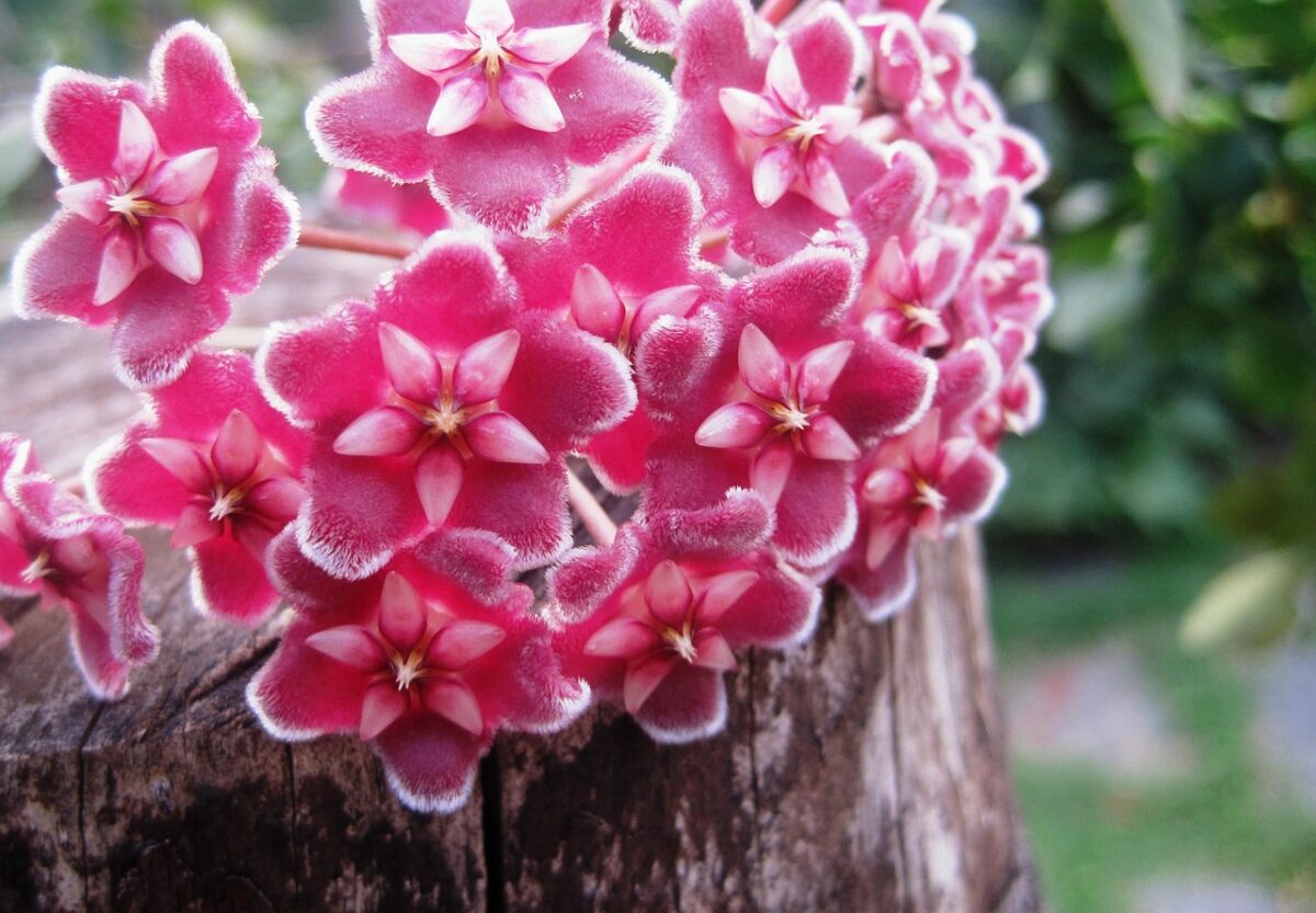 Wax, Flower