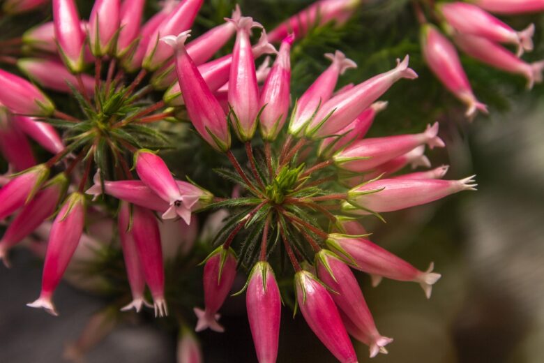 Wax, Flower