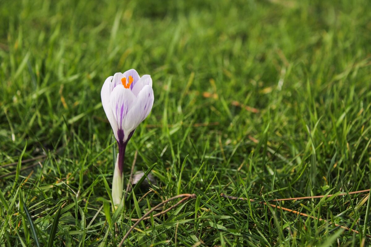 Wax, Flower