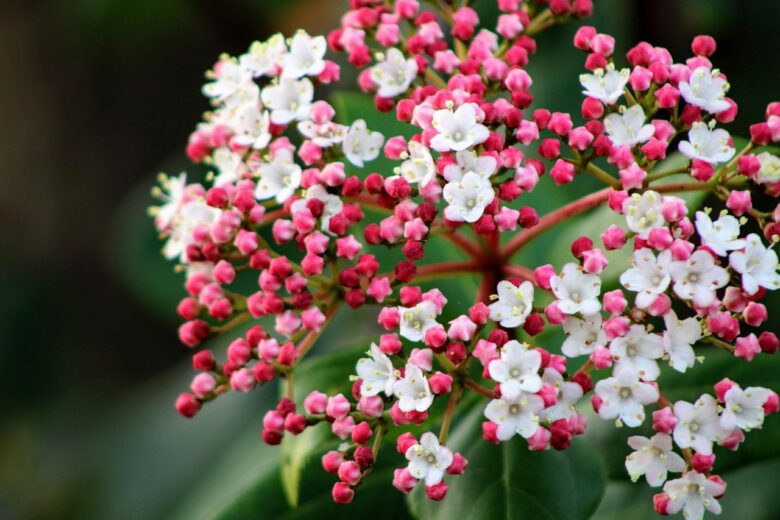 Wax, Flower