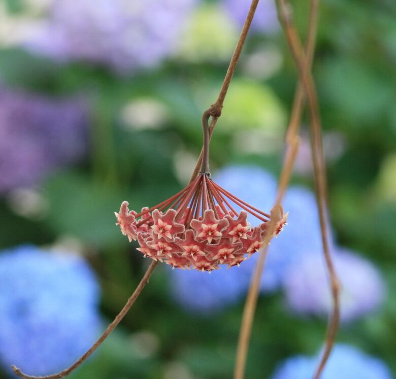 Wax, Flower