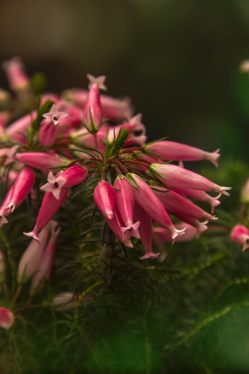 Wax, Flower