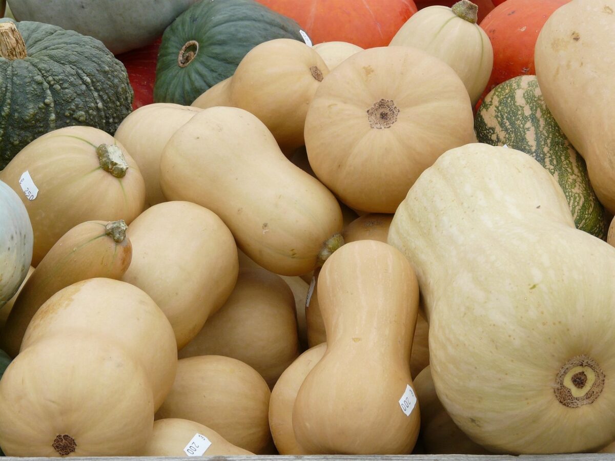 Zucca, Lunga Zucca, Lunga