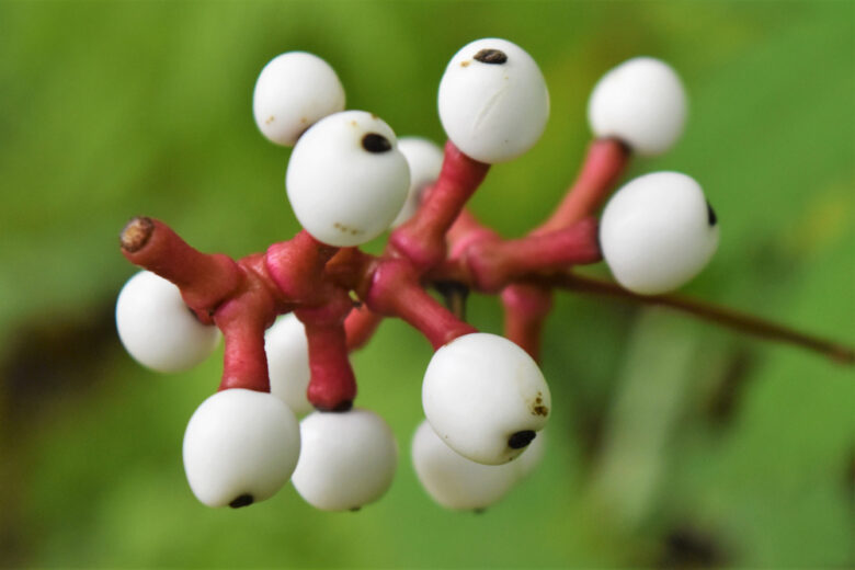 Actaea pachypoda