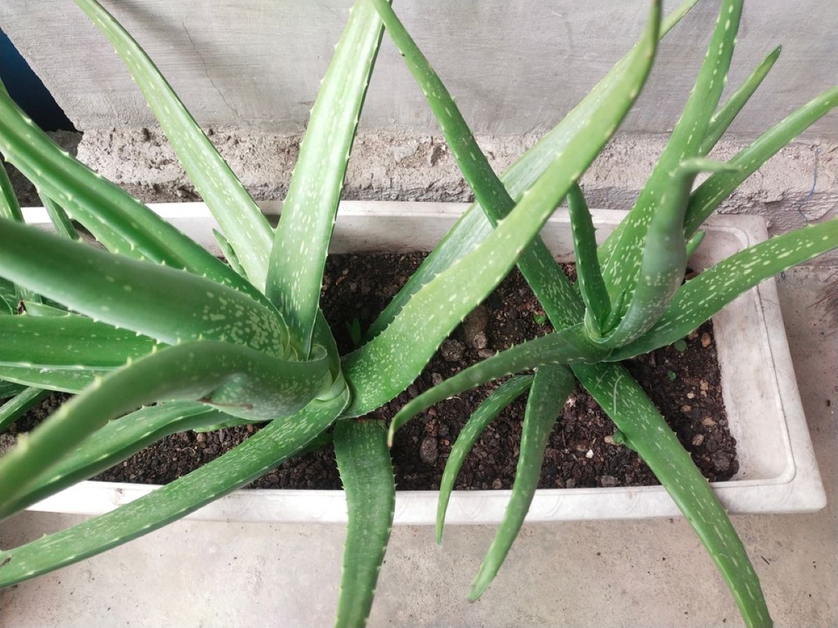Prima di buttare la tua aloe guarda le foglie: questi segnali possono aiutarti a salvarla