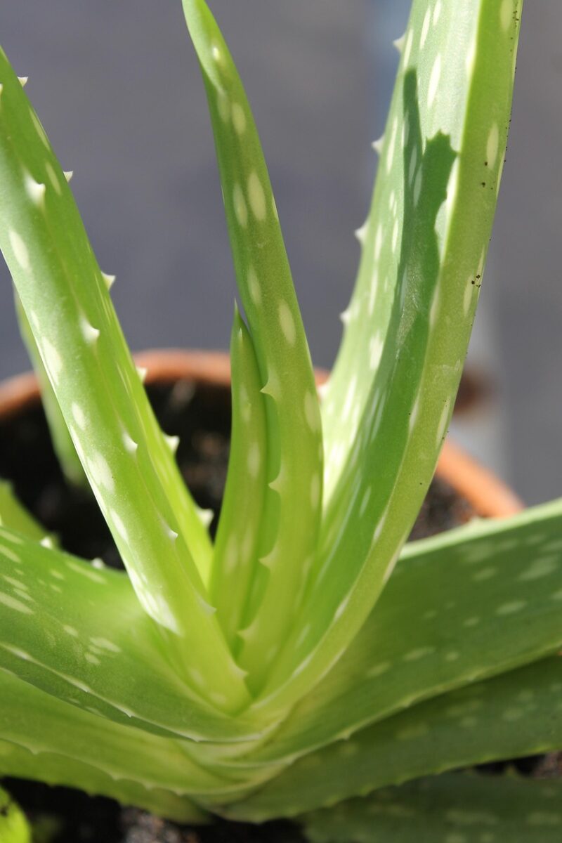 Aloe, Vera Aloe, Vera