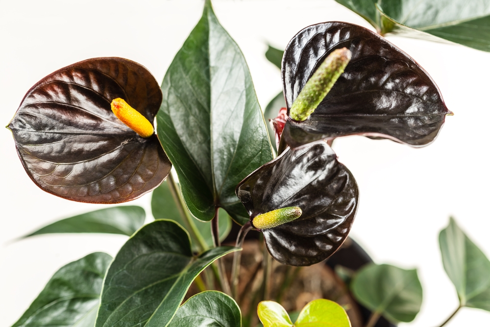Black,Queen,Anthurium,Andreanum,Over,Light,Background.,Flamingo,Flower,Popular Black,Queen,Anthurium,Andreanum,Over,Light,Background.,Flamingo,Flower,Popular