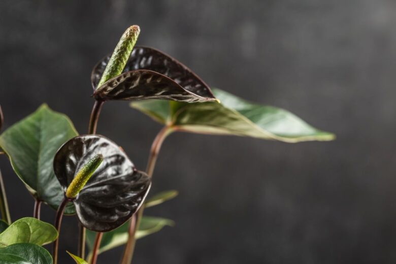 Anthurium andreanum Black Queen (2)