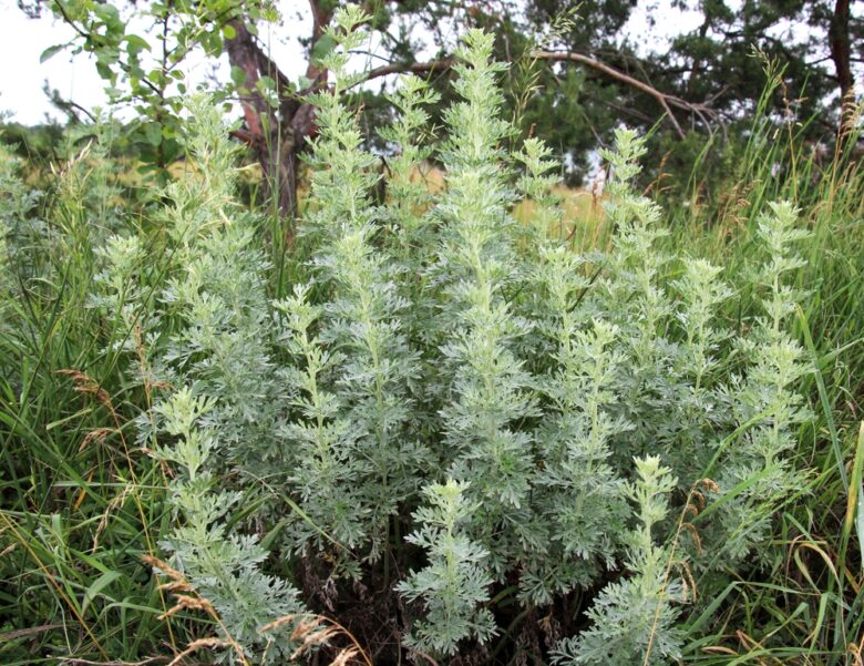 Bitter,Wormwood,(artemisia,Absinthium),Bush,Grows,In,The,Wild