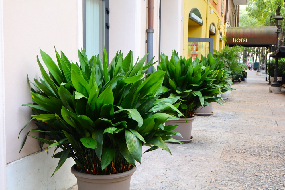piante-aspidistra-vaso-lungo-strada piante-aspidistra-vaso-lungo-strada