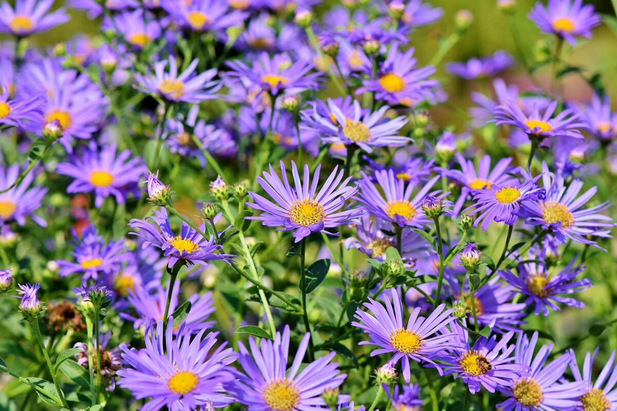 Aster, Moltiplicazione Aster, Moltiplicazione