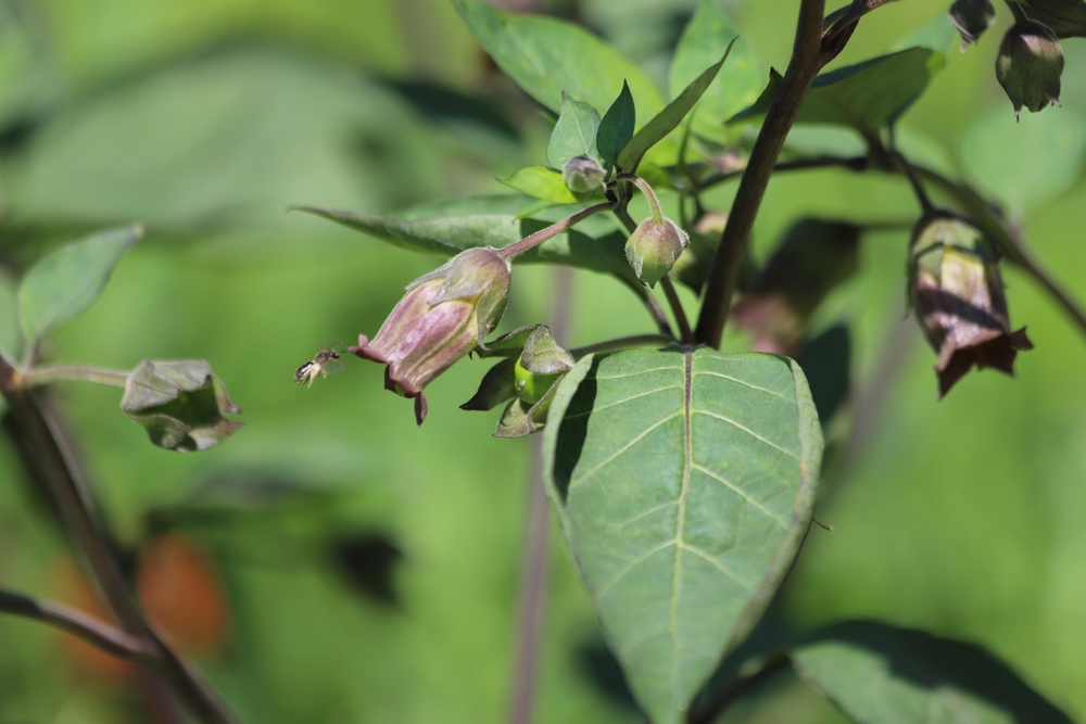 Atropa,Belladonna.,Flower,Of,Belladonna,,Banewort,Or,Deadly,Nightshade. Atropa,Belladonna.,Flower,Of,Belladonna,,Banewort,Or,Deadly,Nightshade.